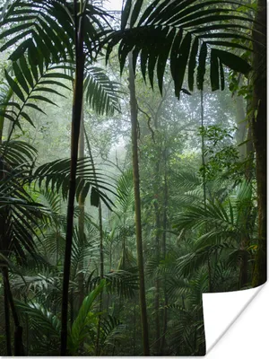 Produktbild von MuchoWow® Poster Regenwald - Tropisch - Dschungel - Bäume - Pflanzen 90x120 cm - Wohnzimmer
