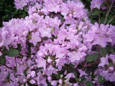 Produktbild von Wild Rhododendron / Alpenrose - Rhododendron oreotrephes 30-40cm
