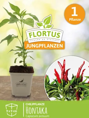 Produktbild von Chilipflanze Hontaka | Chilipflanzen von FLORTUS, Menge:1 Pflanze