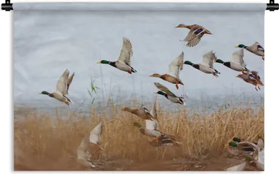 Produktbild von MuchoWow® Wandteppich Wandbehang Ente - Vogel - Schilf - Wasser - Enten 150x100 cm Tapisserie Dekoration Wandtuch - Waschbar - Tapisserien - Wand-Decke