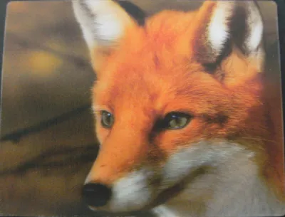 Produktbild von 3 D Magnet Fuchs, 9x7cm Kühlschrankmagnet Tier Waldtier Füchse