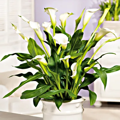Image de Zantedeschia Calla Kalla Kalia Calgary 1 pièce Bulbes à fleurs tubercules