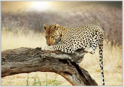 Produktbild von Wallario Wandbild Leopard auf Baumstamm in Afrika, Größe: 70,30 x 100,30 cm, Poster mit weißem Kunststoffrahmen