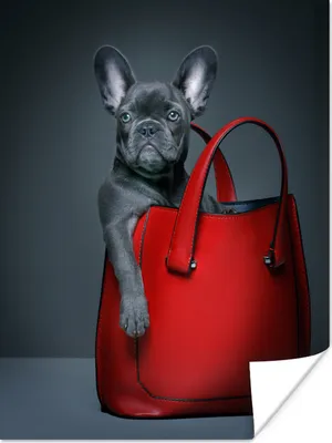 Produktbild von MuchoWow® Poster Hund - Lustig - Tasche - Kinder - Jungen - Mädchen - Kinder 120x160 cm - Wandbilder