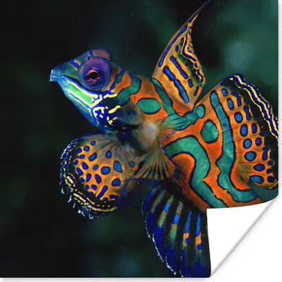 Produktbild von MuchoWow® Poster Fisch - Meer - Orange 75x75 cm - Wand Dekoration