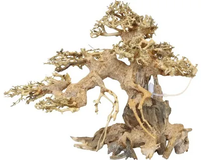 Immagine prodotto di Aqua-Bonsai L (30-40 cm)