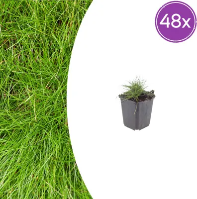 Produktbild von Festuca gautieri | 48 Stück - 10-25cm - Ø9cm - Gartenpflanze