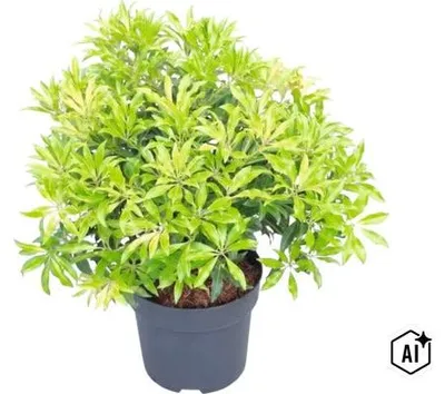 Produktbild von Schattenglöckchen FloraSelf Pieris japonica Forest Flame" H 40 cm Co 6 L"