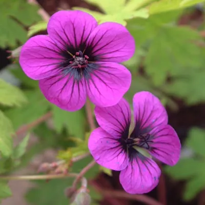 Produktbild von 6 x Storchschnabel' Ann Folkard' - Geranium 'Ann Folkard'  | Topf 9cm x 9cm