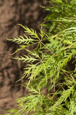Produktbild von Acer palmatum 'Dissectum Viridis', Grüner Fächerahorn, 20–25 cm