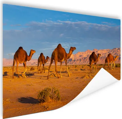 Produktbild von MuchoWow® Poster Dromedarkamele in der afrikanischen Wüste 180x120 cm - Fotoplakat
