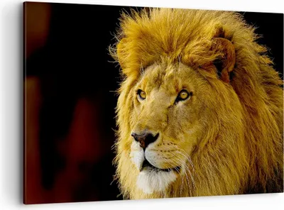 Produktbild von Bild auf Leinwand - Leinwandbild - Löwe Tiere Tierwelt - 120x80cm - Wand Bild - Wanddeko - Leinwanddruck - Bilder - Kunstdruck - Wanddekoration - Leinwand bilder - Wandkunst - AA120x80-1237