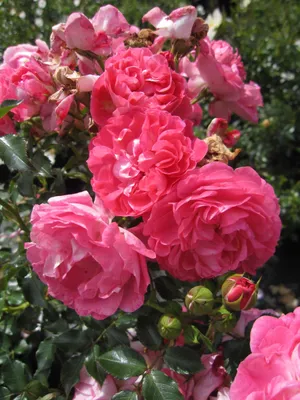 Produktbild von Zwergrose Charmant ® - Rosa Charmant ® - Kordes Rose - ADR Rose - Lillyputs®
