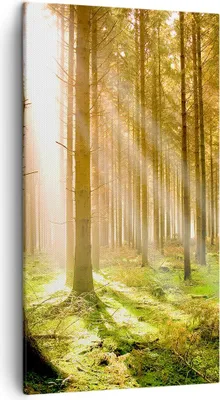 Produktbild von Bild auf Leinwand - Leinwandbild - Bäume Sonne Natur - 45x80cm - Wand Bild - Wanddeko - Wandbilder - Leinwanddruck - Bilder - Kunstdruck - Wanddekoration - Leinwand bilder - Wandkunst - PA45x80-0156