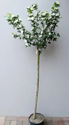 Produktbild von Amelanchier arborea 'Robin Hill' - Halbstamm, Felsenbirne, Höhe inklusive Topf: 180-190 cm