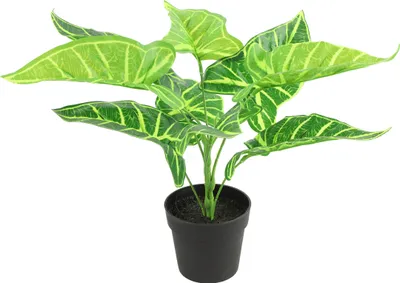 Produktbild von Countryfield Kunstpflanze Alocasia im Blumentopf - Grun - 15 x 32 cm