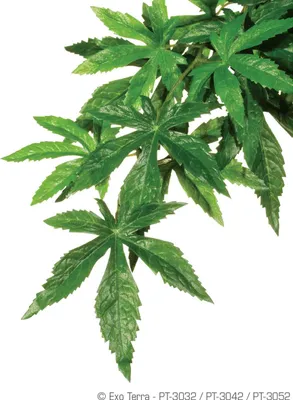 Produktbild von Exo Terra Rainforest Hanging Plants Klein