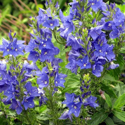 Produktbild von 6 x Ehrenpreis  - Veronica austriaca 'Knallblau'  | Topf 9cm x 9cm
