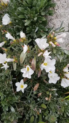 Image de Convolvulus cneorum / Liseron arbustif