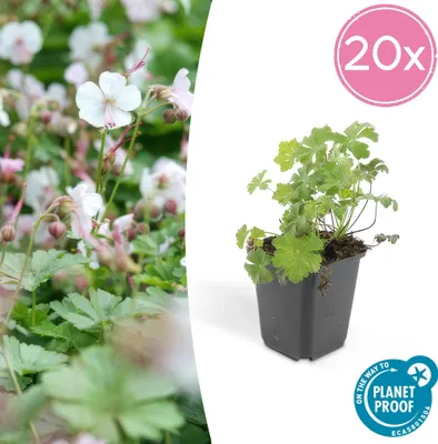 Produktbild von Trendyplants - Geranium cantabrigiense 'Biokovo' - 20 Pflanzen - Storchbusch - Winterhart - Höhe 10-25cm - Topfgröße Ø9cm