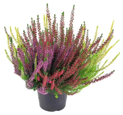 Produktbild von Enseleits Calluna vulgaris, Winterheide dreifarbig, Besenheide