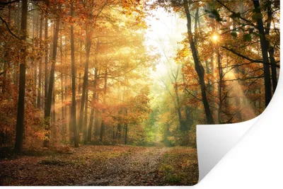 Produktbild von MuchoWow® Wandtattoo Wandsticker Wandaufkleber Wald - Herbst - Sonne - Landschaft - Natur - Bäume - Laub 30x20 cm Selbstklebend und Repositionierbar - Wierderverwendbar - Selbstklebend