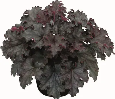 Produktbild von Heuchera ‘Black Knight’ – Purpurglöckchen im 12 cm Topf - -  dunkles, fast schwarzes Laub - winterharte Staude aus eigener Gärtnerei-Eigenproduktion - 12cm