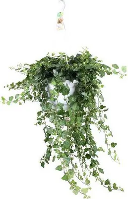 Produktbild von Efeu Hedera helix Wonder Green Ø24cm ↕70-80cm Zimmerpflanze Luftreinigend
