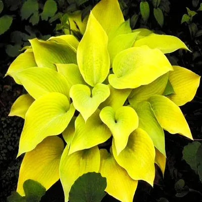 Obrázok produktu pre Hosta Garden Hosta August Moon Yellow 1 ks Sadenica Sadenice hosty