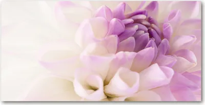 Produktbild von Tulup® Glas-Bild - 100x50 -Wandkunst - Wandbild hinter gehärtetem Sicherheitsglas  - Blumen & Pflanzen - Weiße Dahlie - Lila