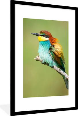 Produktbild von MuchoWow® Gerahmtes Poster Vogel - Tiere - Bienenfresser 60x90 cm - Poster mit Schwarzem Bilderrahmen Wandposter Rahmen Foto Bilder - Dekoration - Wandposter Wohnzimmer - Hochwertig