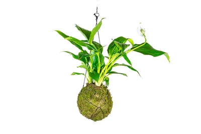 Obrázok produktu pre Gardners Kokedama Spathiphyllum (M)