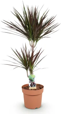 Obrázek produktu pro Dracaena Magenta - drací strom - 21cm - výška 90 - 100cm - nenárocná