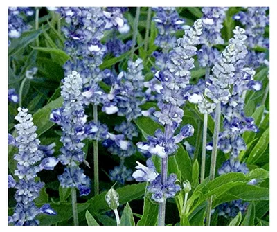 Produktbild von Blumensamen Fairy Queen Salbei