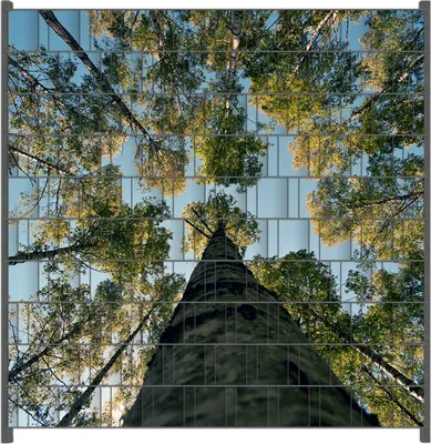 Produktbild von Wallario Zaunsichtschutz mit Motiv Birkenwald von unten betrachtet für Ein- und Doppelstabmatten Zäune in der Größe 200 x 200 cm