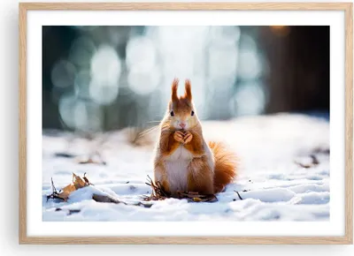 Produktbild von Gerahmtes Poster - Rahmen in heller Eiche - Eichhörnchen Winter Schnee Essen - 70x50 cm - Wand Bild - Wanddeko - Wandbilder - Wandposter - Bilderrahmen - Bilder - Kunstdruck - P2NAA70x50-2798