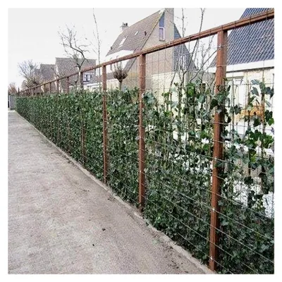 Produktbild von 6 x Efeu - Hedera Hibernica 75/100cm: 6 kaufen, 4 bezahlen - 6 immergrüne Kletterpflanzen für 1 Laufmeter Sichtschutzhecke