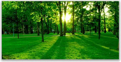 Produktbild von Tulup Leinwand-Bilder 120x60 Wandbild Canvas Kunstdruck Wald Natur