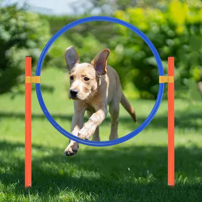 Produktbild von YZNAHRE Agility Ausrüstung Set für Hunde Hundetraining Spiele Zubehör mitAgility Hürde, Sprungring, Hundetunnel, Slalomstangen, Pause-Box, Tragetasche