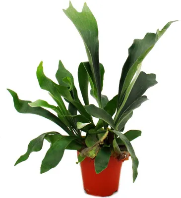 Zdjęcie produktu dla Platycerium bifurcatum - paproc Staghorn w doniczce 12 cm