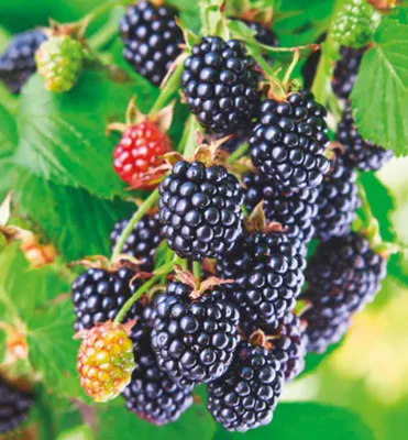 Produktbild von Dornenlose Brombeere ´APARAHO´ 30-40 cm, Cont. 1 l