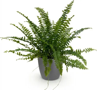 Image de Fougère Nephrolepsis Exaltata « Green Lady » - Plante d'intérieur dans un pot
