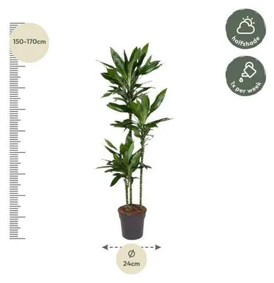 Zdjęcie produktu dla Dracena Janet Lind w doniczce