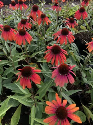 Produktbild von 6 x Echinacea purp. 'Rainbow Marcella' - Sonnenhut - Topf 9x9 cm