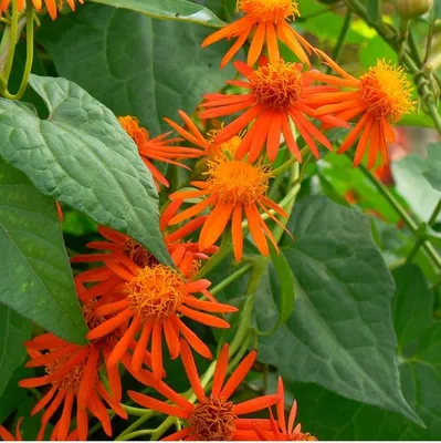 Produktbild von Mexikanische Feuerliane (Pseudogynoxys chenopodioides) - 10 Samen