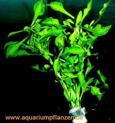 Produktbild von 10 Bunde Alternanthera bettzickiana `Green', Grün