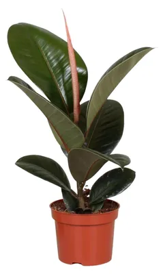 Image de Ficus Elastica Robusta - 25-35cm - Ø12cm - Plante d'intérieur - Vert persistant