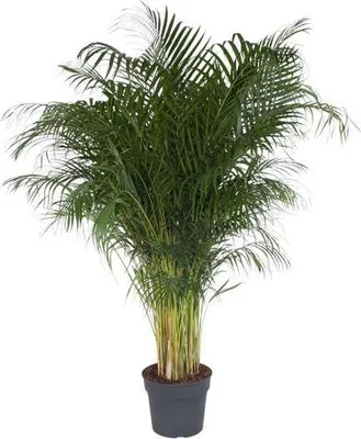 Obrázek produktu pro Zlatá palma Dypsis lutescens, areková palma, pokojová rostlina, výška 200cm