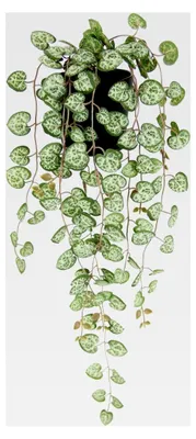 Produktbild von Kunstpflanze Leuchterblume Hängende Pflanze 1 Stück 45x18x14 cm Grün Dekorativ