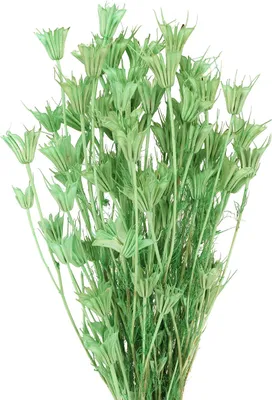 Produktbild von Zauberhafte Dekoblumen Schwarzkümmel Trockenfloristik